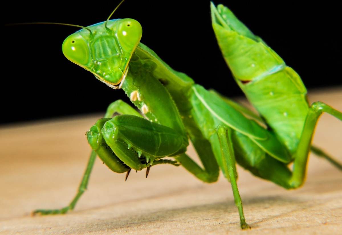 verde, călugăriță, insectă, închide, faună, nevertebrat, a închide, mantis, lăcustă, macro fotografie, artropod, carruba de pescuit, stem vegetale