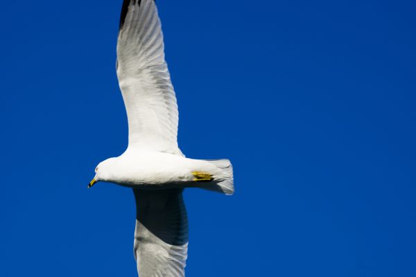 Meer, Natur, Vogel, Flügel, Weiß, Himmel