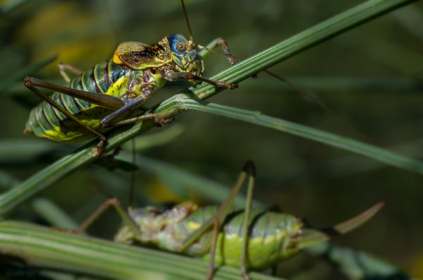 alam,fotografi,bunga,terbang,hijau,serangga