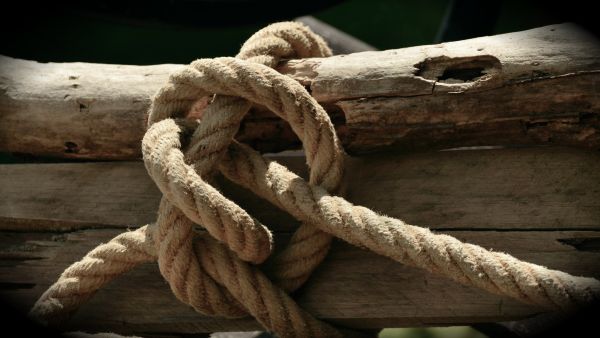 wood,driftwood,branch,dew,rope,close up