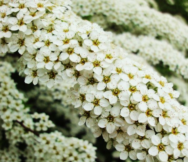 la nature,branche,fleur,plante,lumière,bouquet