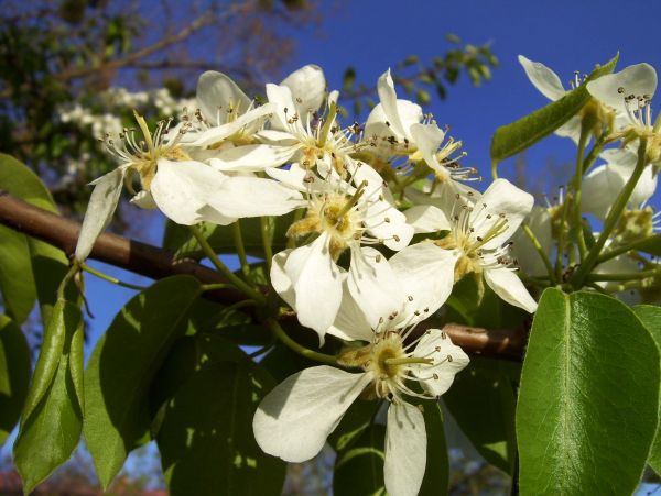 albero, natura, ramo, fiorire, pianta, cielo