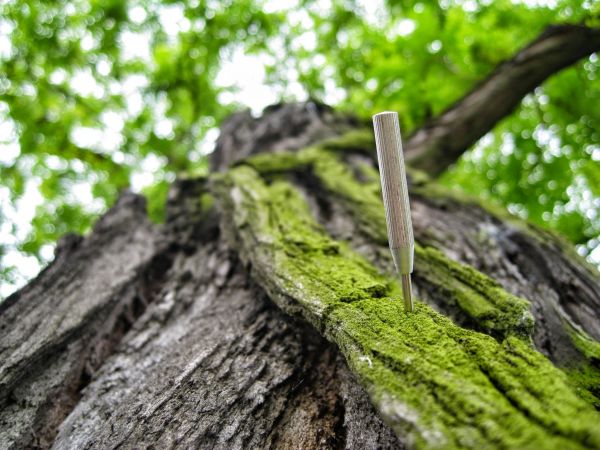 arbre,la nature,forêt,herbe,branche,aiguille