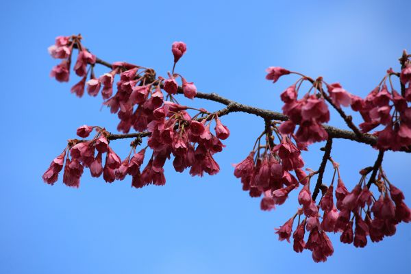 木, 自然, ブランチ, 花, 工場, 空