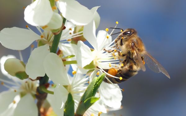 natur,blomst,plante,fotografering,blomst,afdeling