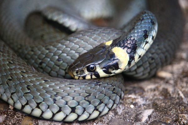 vilda djur och växter, reptil, fauna, orm, skallerorm, ryggradsdjur