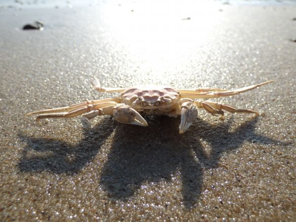 strand, kust, natur, djur-, mat, små