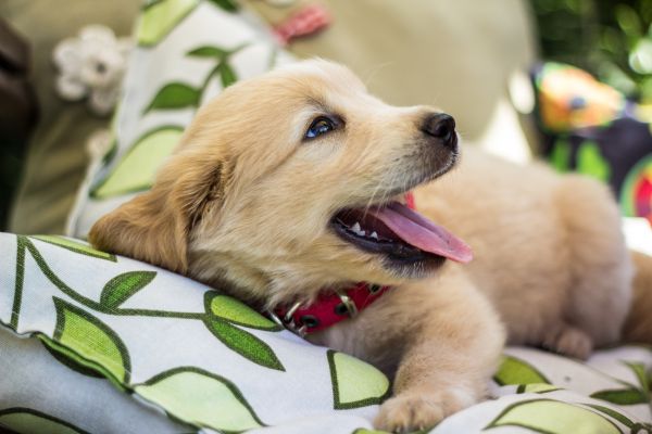 cucciolo,cane,mammifero,vertebrato,cane di razza,Golden retriever