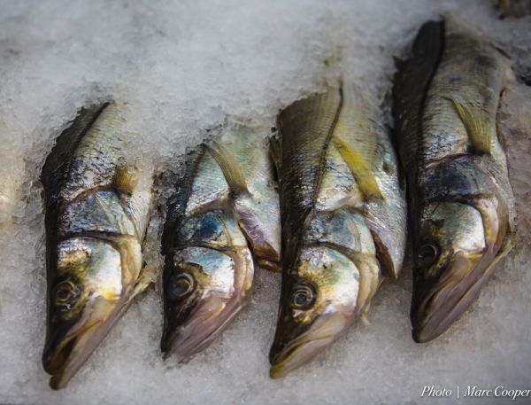 comida, perca, Mariscos, pescado, sardina, Bonito