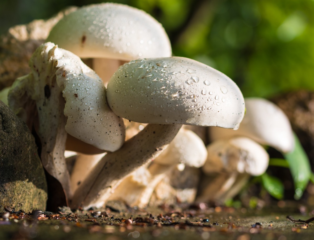 la nature, blanc, goutte de pluie, champignon, flore, faune, fermer, Champignon, Bole, Agaricus, Macrophotographie, pleurotes, Champignon comestible, Agaricomycètes, Agaricaceae, Champignon champignon, Petit pain, Pleurotus eryngii