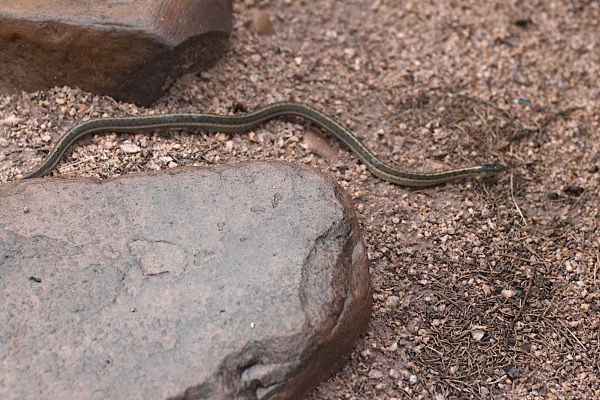 Tierwelt,Reptil,Fauna,Eidechse,Schlange,Boden