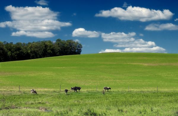 Landschaft, Baum, Natur, Gras, Horizont, Wolke