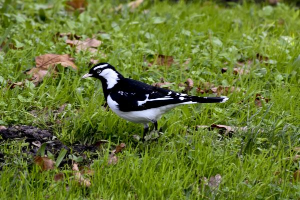 Natura, ptak, dzikiej przyrody, dziób, fauna, Australia