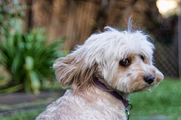 puppy,hond,zoogdier,gewerveld,hondenras,bella