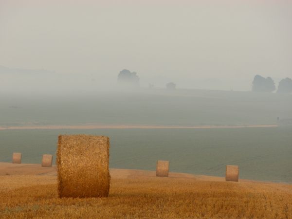 horizon,mer,côte,brouillard,lever du soleil,brouillard