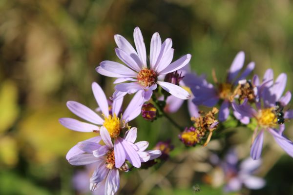 virág,virágos növény,növény,vadvirág,virágszirom,sea aster