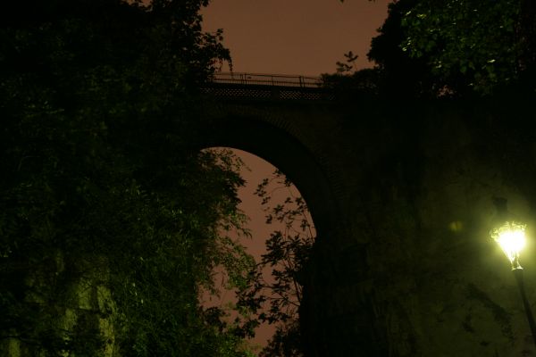 arbre, la nature, lumière, nuit, lumière du soleil, pont