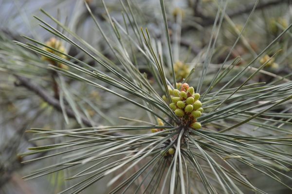 träd,gren,växt,blad,blomma,tall