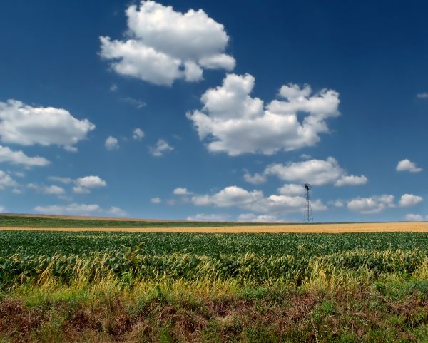 Landschaft, Gras, Horizont, Sumpf, Wolke, Pflanze