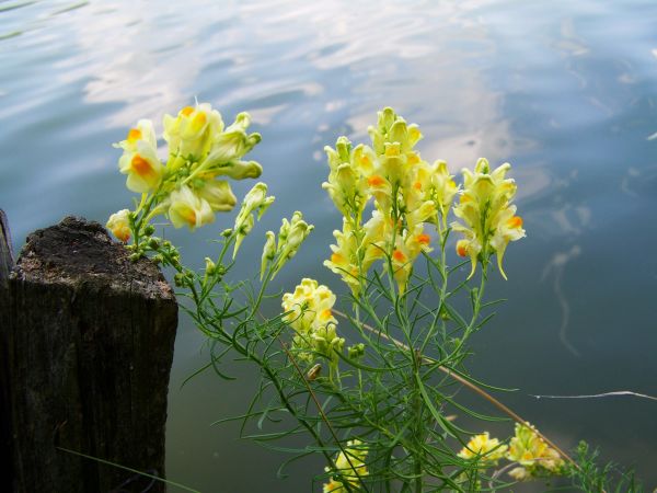 natur,gress,blomstre,anlegg,eng,sollys