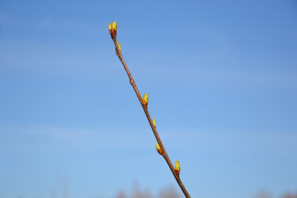 la nature,branche,ciel,printemps,vent,véhicule