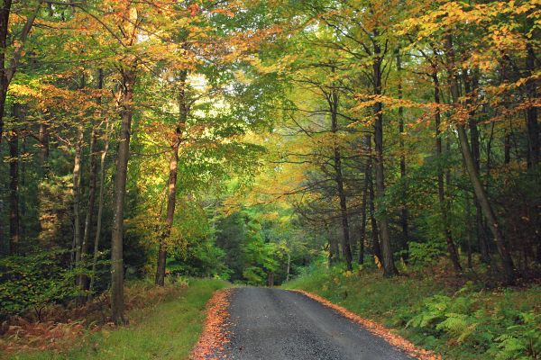 Baum, Natur, Wald, Wildnis, Pflanze, Straße