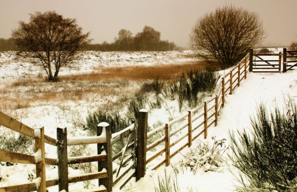 landschap, boom, natuur, buitenshuis, sneeuw, koude