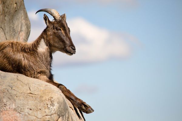 natura,capra,corno,mammifero,fauna,zoo