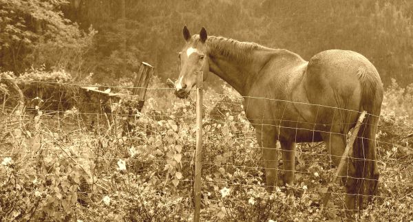 campo, granja, naturaleza, césped, en blanco y negro, campo