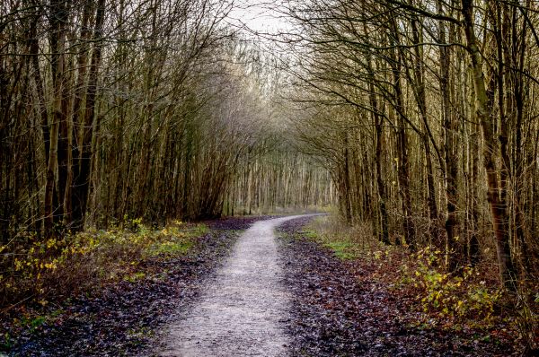 landscape, tree, nature, forest, path, grass