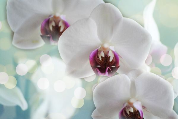 eau,la nature,fleur,Bokeh,plante,blanc