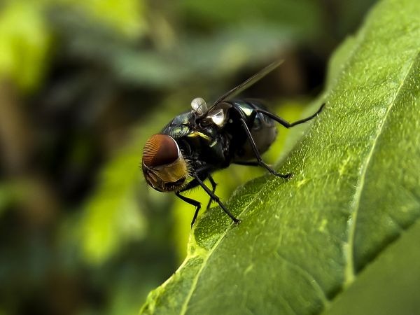 自然,写真,花,動物,飛ぶ,緑