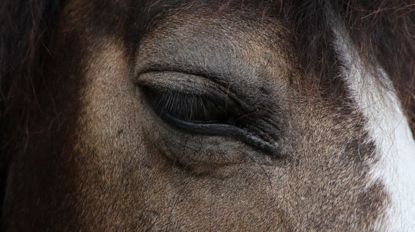 wildlife,fur,fauna,wrinkle,horse,mane