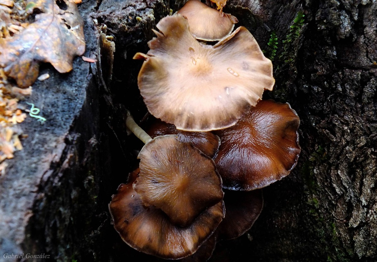 árvore, natureza, Macro, outono, cogumelo, flora, fauna, fungo, Cogumelos, Natureza, Setas, Floresta, Bolete, Auriculariales, Ggl1, Gaby1, Fujifilmxs1, Agaricus, Macro fotografia, Matsutake, Pontevedragaliciaespa a, cogumelo ostra, Cogumelo comestível, Shiitake, Cogumelo medicinal, Agaricomicetos, Agaricaceae, Penny bun, Pleurotus eryngii, Auriculariaceae, Auricularia