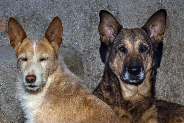 foto,zoogdier,hond,honden,dieren,gewerveld