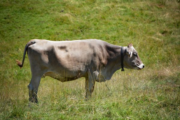 grass, field, farm, meadow, animal, summer