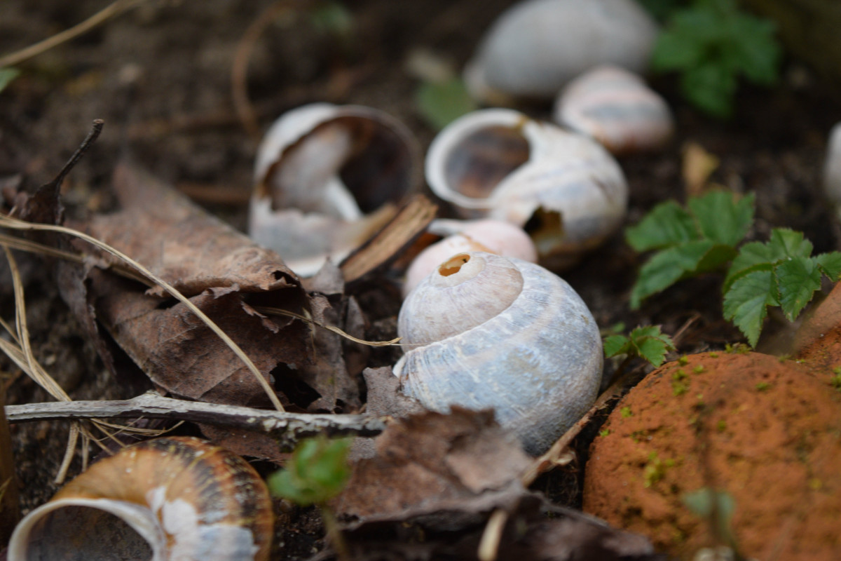 natureza, folha, outono, solo, cogumelo, flora, fungo, Floresta, Bolete, Auriculariales, Agaricus, Macro fotografia, Matsutake, cogumelo ostra, Cogumelo comestível, Shiitake, Cogumelo medicinal, Agaricomicetos, Agaricaceae, Cogumelo cogumelo, Penny bun, Pleurotus eryngii, Auriculariaceae