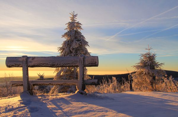 landskap,tre,villmark,fjell,snø,vinter