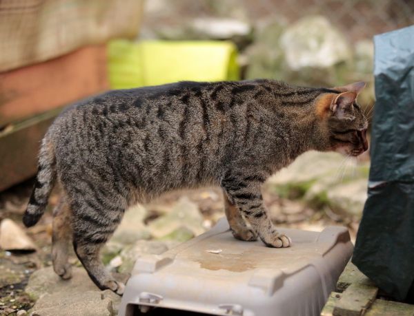 de plein air,animal,L'Europe ,chat,Canon,mammifère