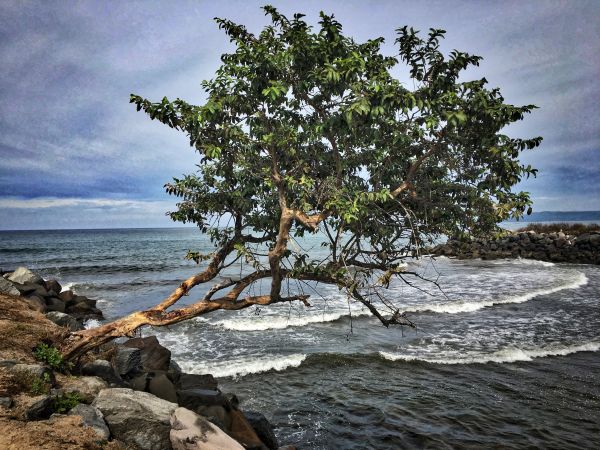 Landschaft,Meer,Küste,Baum,Wasser,Strand