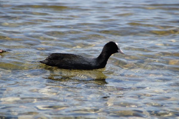 pasăre, animal, mare, apă, lac, lac