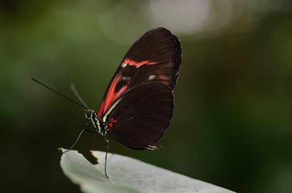 natureza, asa, fotografia, folha, flor, pétala