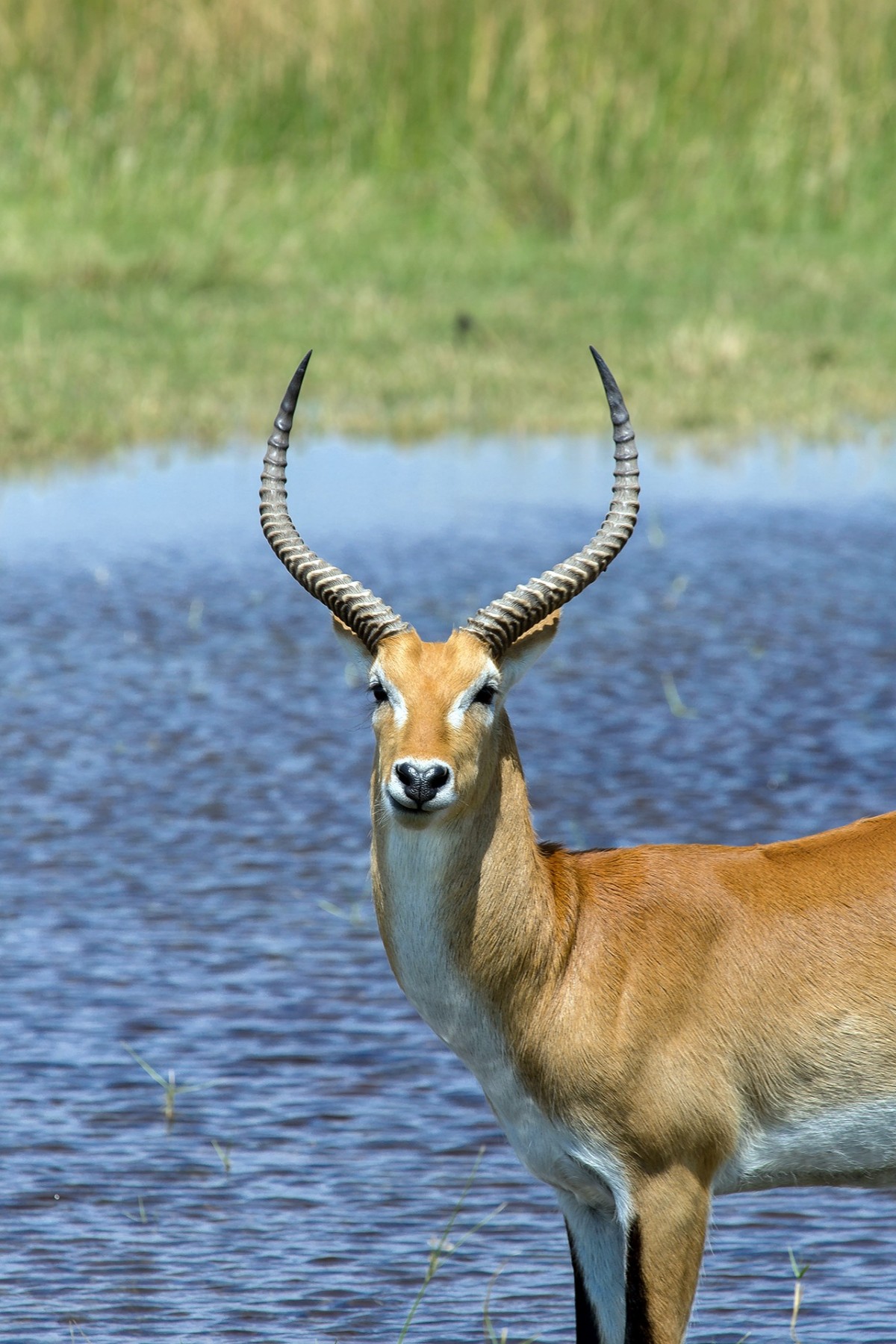 dier, wildlife, Hoorn, Afrika, zoogdier, fauna, antilope, gazelle, gewerveld, Impala, waterbokken, witstaarthert, springbok, pronghorn, puku, kobus vardonii