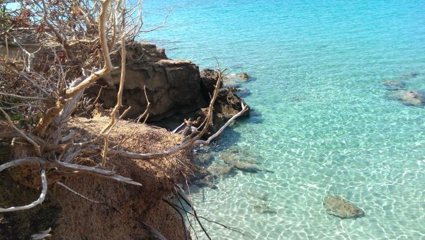 mare,coastă,copac,vară,Costa,sardinia