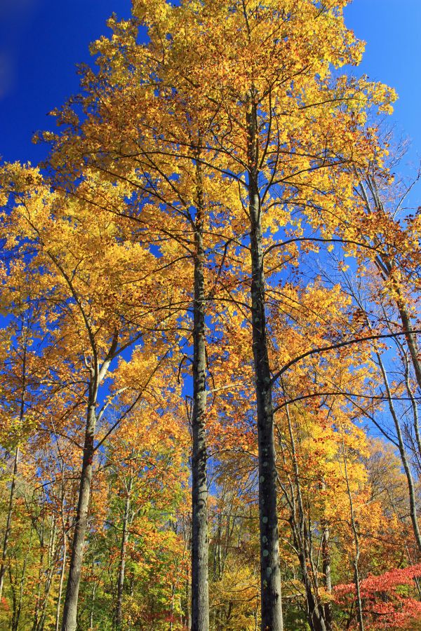 arbre, la nature, forêt, branche, plante, lumière du soleil