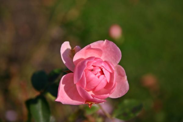 naturaleza, flor, planta, flor, pétalo, florecer