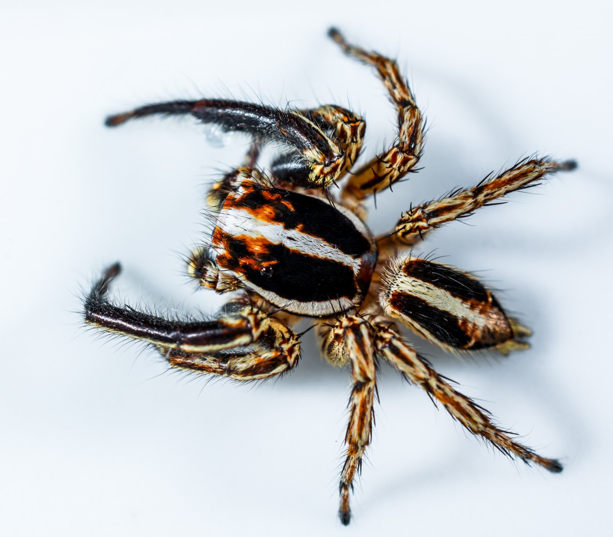 insekt, stänga, fauna, ryggradslös, närbild, Spindel, arachnid, tarantel, makrofotografering, artropod, Europeiska trädgården spindel, wolf spider, araneus, liten spindel, hoppande spindel, orb vävaren spindel