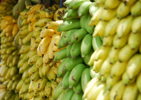 plantar,fruta,Comida,produzir,flor,colheita