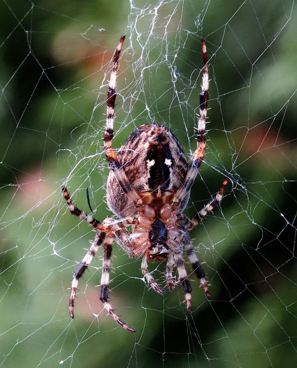 natur, insekt, fauna, material, ryggradslös, biologi