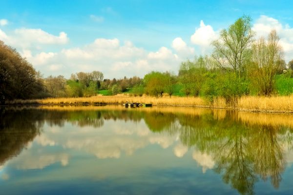 landscape, tree, water, nature, grass, marsh